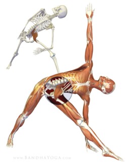 years of teaching yoga anatomy of trikonasana